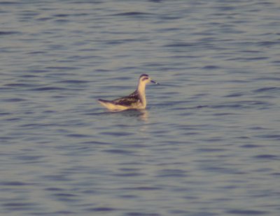 Red-necked Phalarope, Molting Juvenile