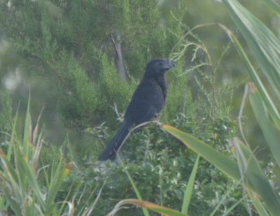 Groove-billed Ani