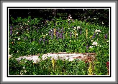 flowers berkley park