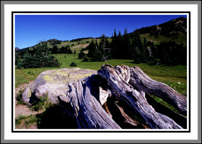 Silver Forest trail 1