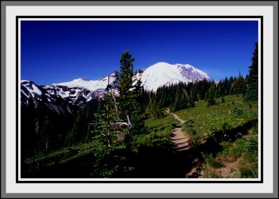 silver forest trail 4