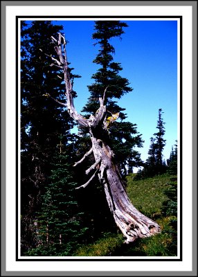 silver forest trail