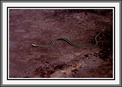 Garder Snake in Bench lake