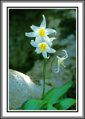 avalanche lily 1