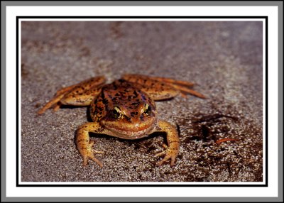 frog at Bench lake