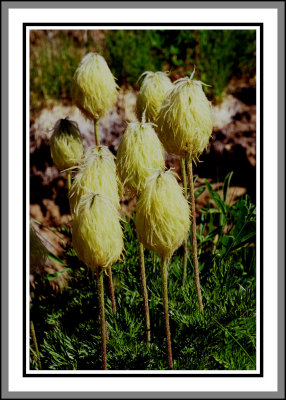 pasqueflower seedhead 1