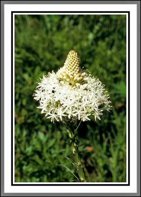 Flowers of Mt. Rainier