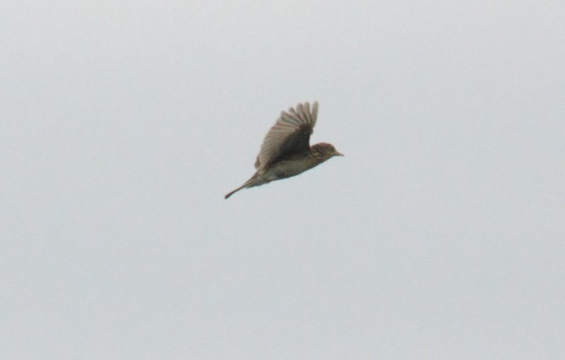 Chaco Pipit