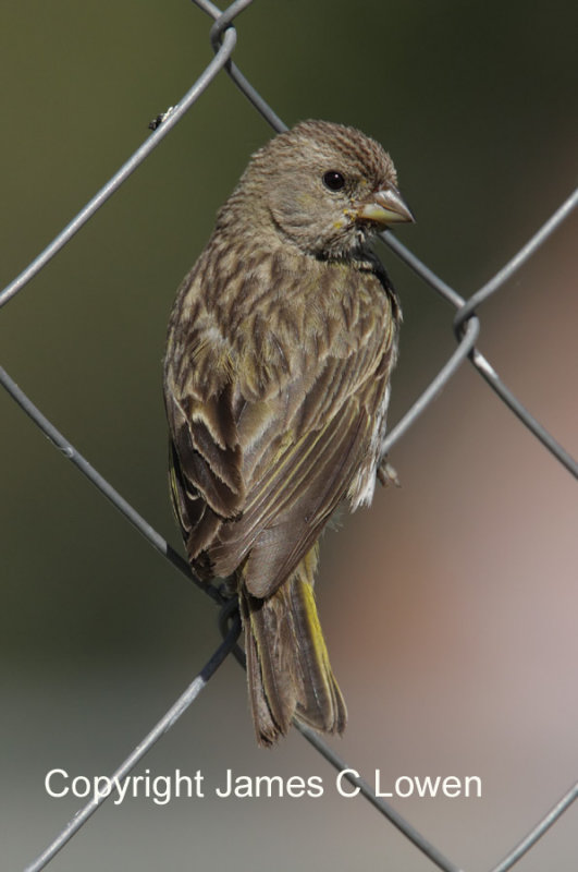 Saffron Finch