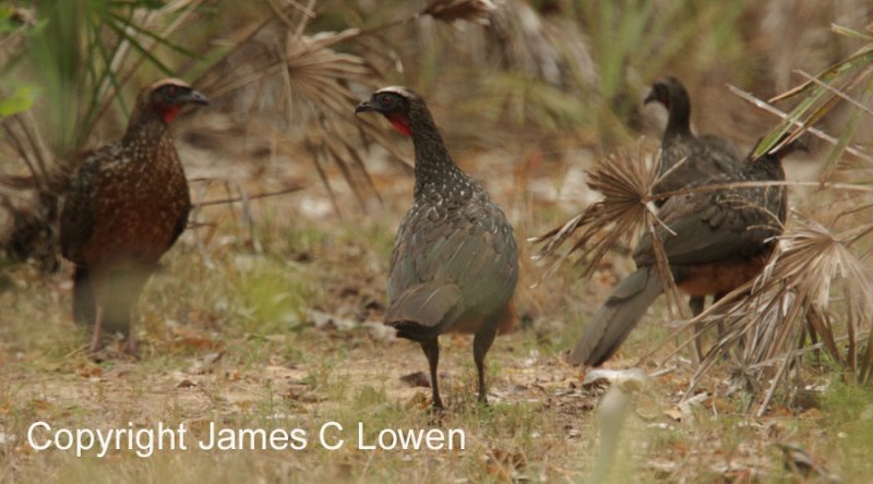 Chestnut-bellied Guan