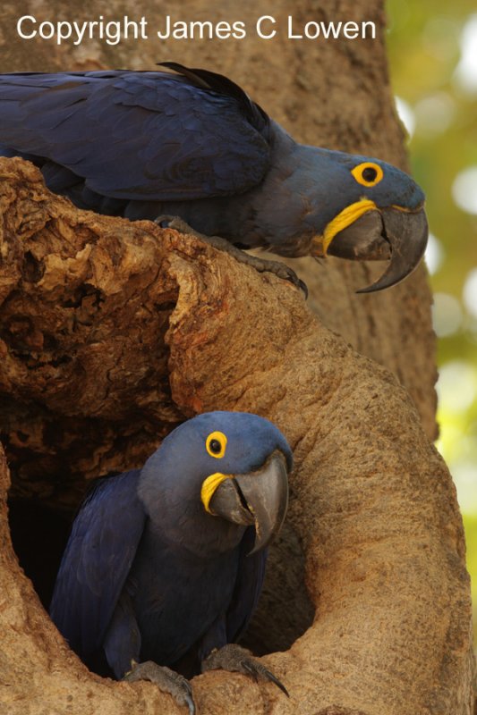 Hyacinth Macaw
