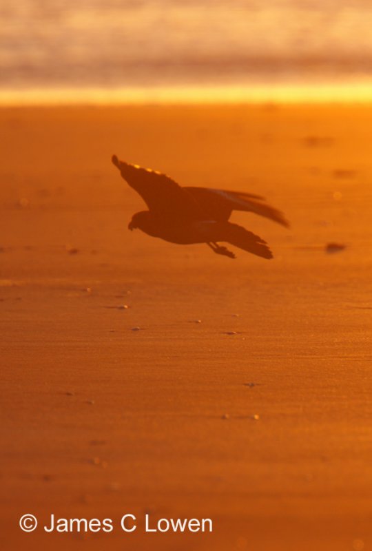 Chimango Caracara