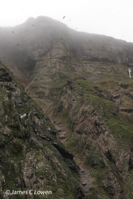 Arctic scenery and plants