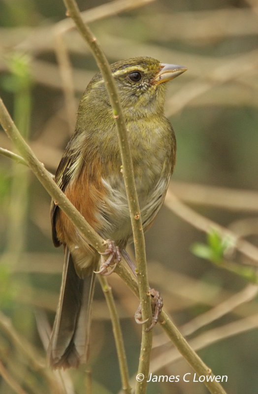 Grey-throated Warbling-finch