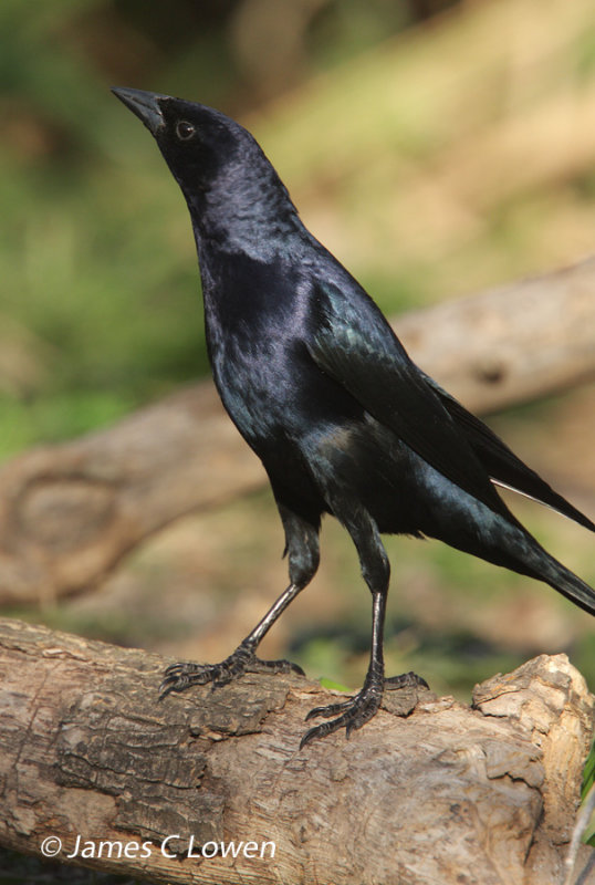 Shiny Cowbird