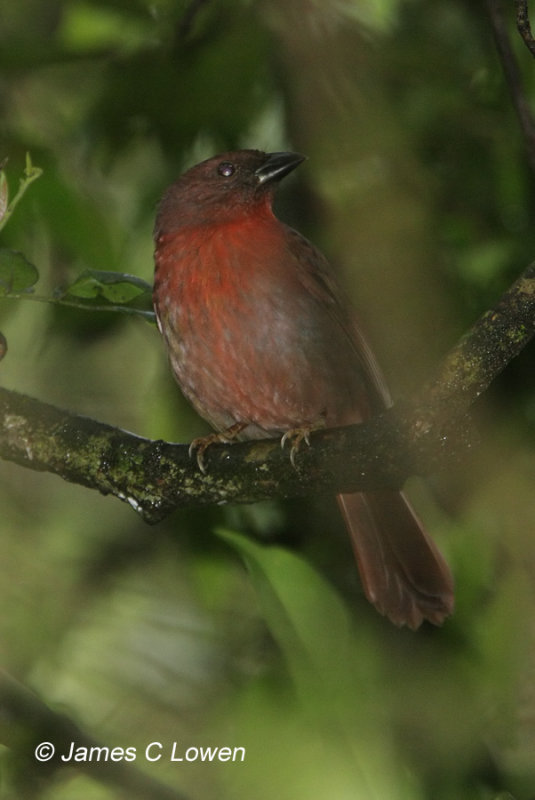Tanagers