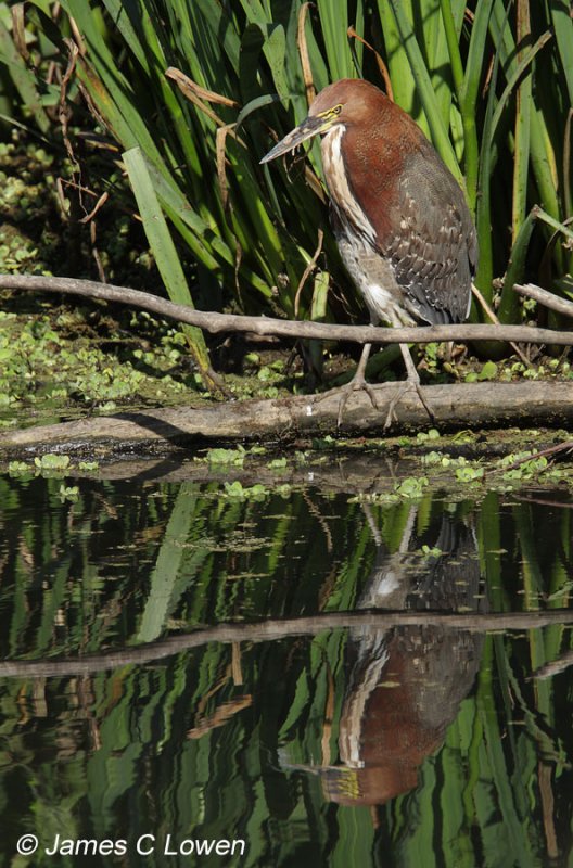 Herons and egrets