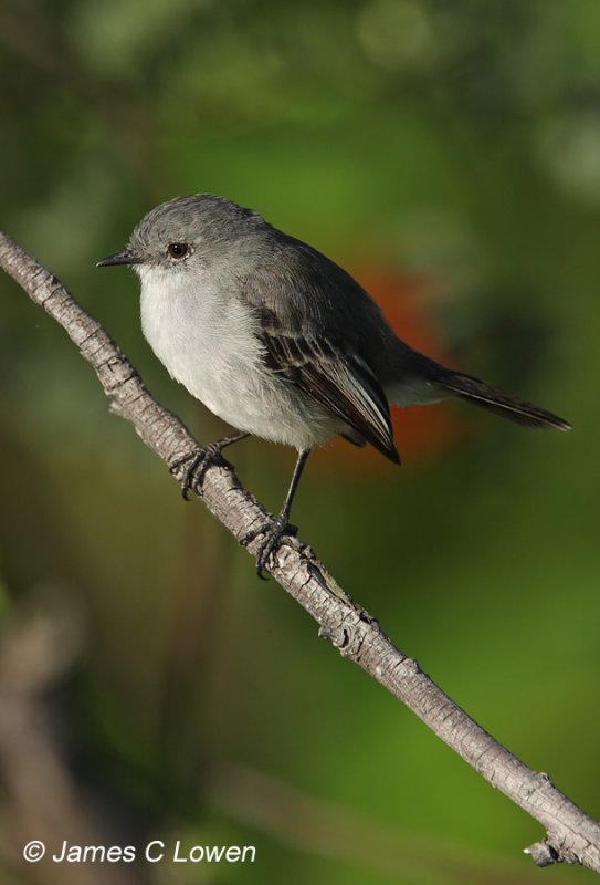 tyrannulets