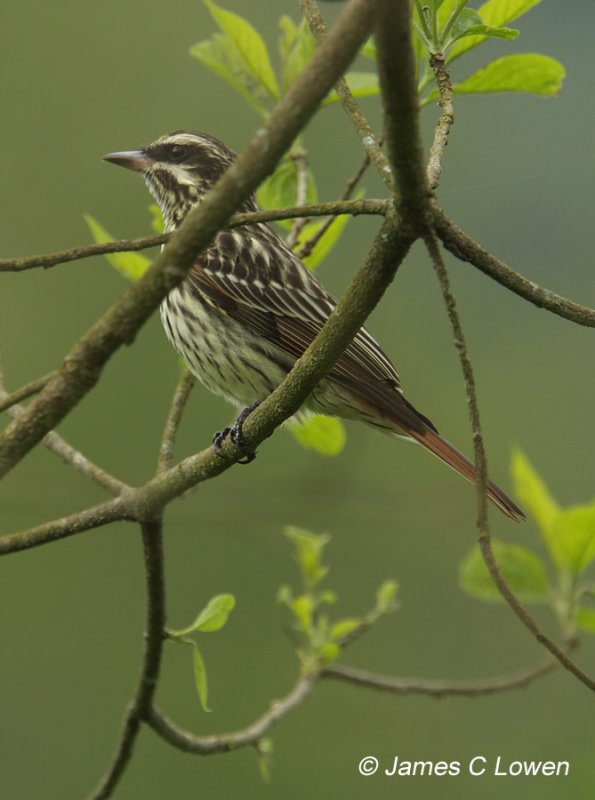 Variegated Flycatcher