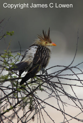 Guira Cuckoo