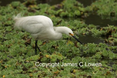 Snowy Egret