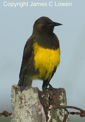 Brown-and-yellow Marshbird