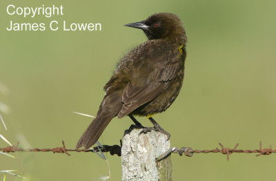 Brown-and-yellow Marshbird