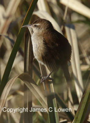 Curve-billed Reedhaunter