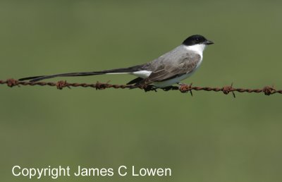 Fork-tailed Flycatcher