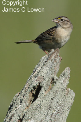 Grassland Sparrow