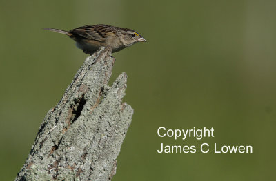 Grassland Sparrow