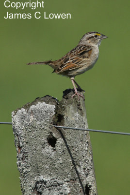 Grassland Sparrow