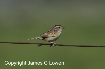 Grassland Sparrow