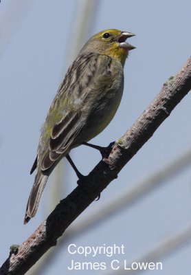 Grassland Yellow-finch
