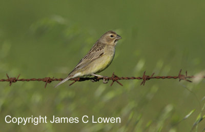 Grassland Yellow-finch