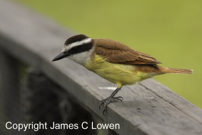 Great Kiskadee