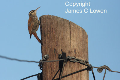 Narrow-billed Woodcreeper