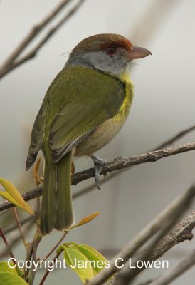 Rufous-browed Peppershrike