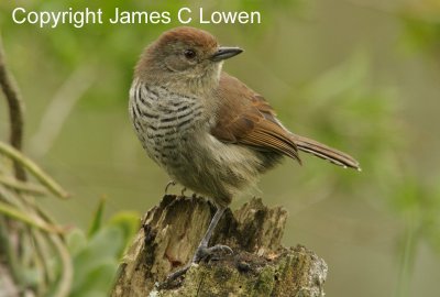 Rufous-capped Antshrike