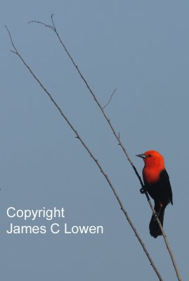 Scarlet-headed Blackbird