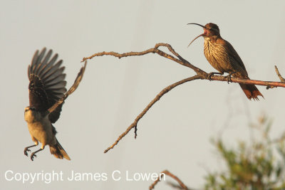 Scimitar-billed Woodcreeper