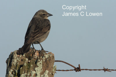 Shiny Cowbird