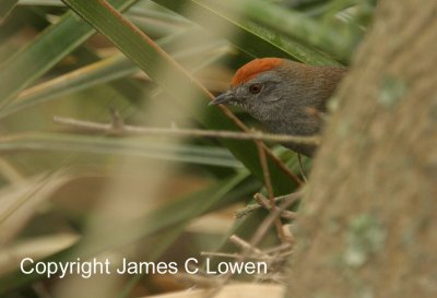 Spix's Spinetail