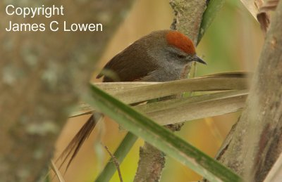 Spix's Spinetail