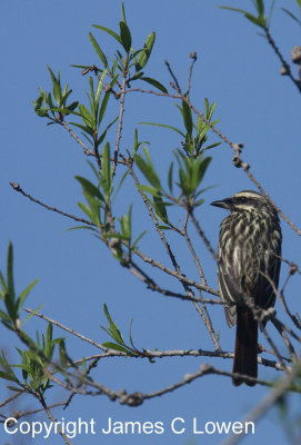 Streaked Flycatcher