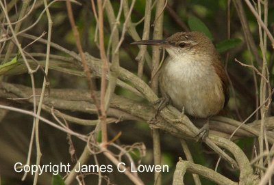 Straight-billed Reedhaunter