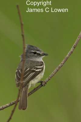 White-crested Tyrannulet