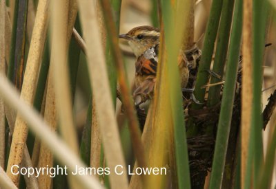 Wren-like Rushbird