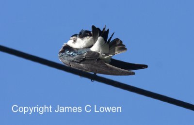 White-rumped Swallow