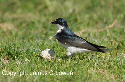 White-rumped Swallow